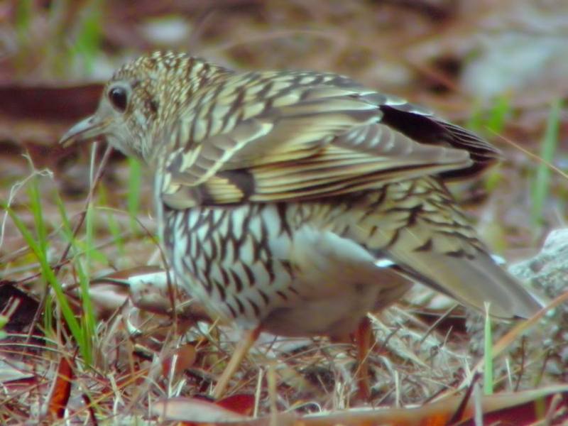 White's Thrush