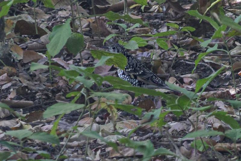 Scaly Thrush