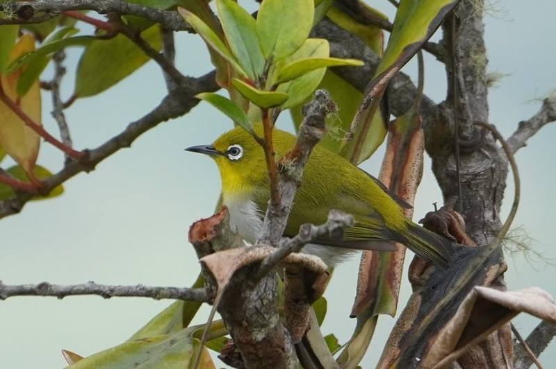 Warbling White-eye