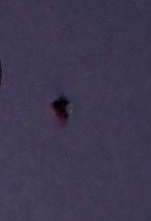 Kelaart's Pipistrelle
