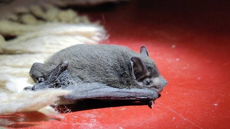 Indian Pipistrelle