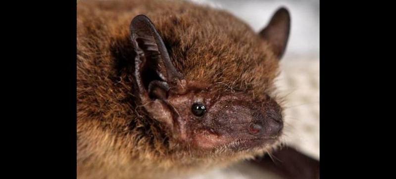 Javan Pipistrelle