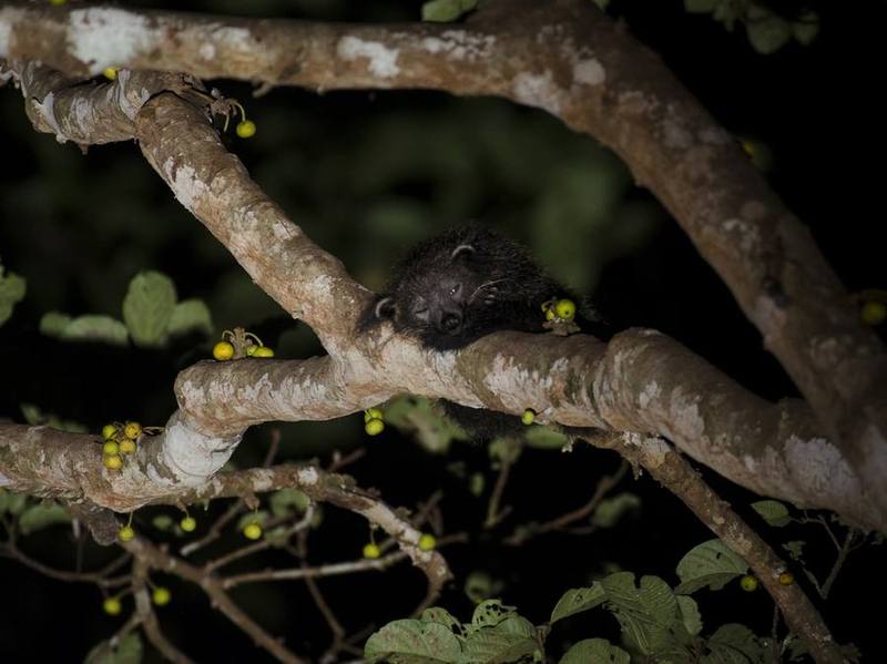 Binturong