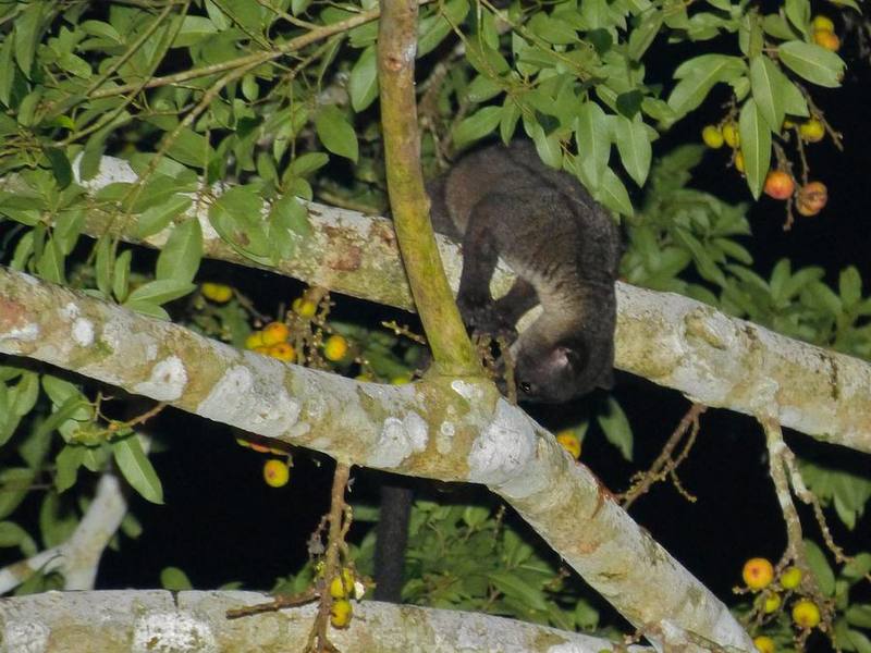 Small-toothed Palm Civet