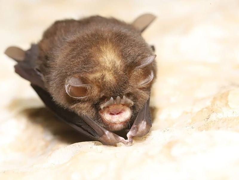 Dong Bac Trident Roundleaf Bat