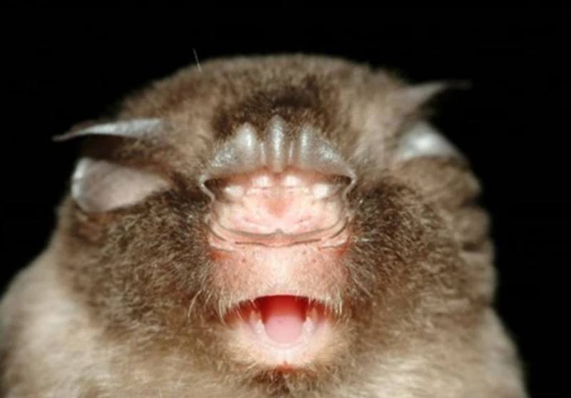 Stoliczka's Trident Roundleaf Bat