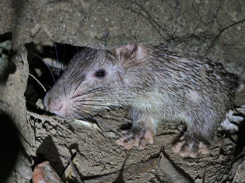 Asian Brush-tailed Porcupine