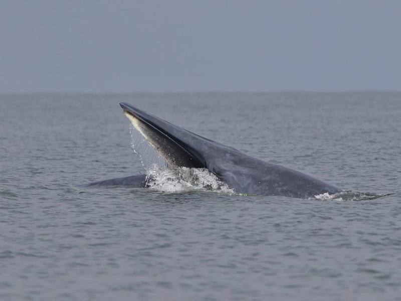 Eden's Whale