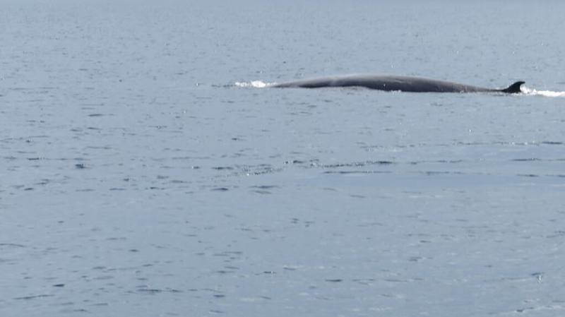 Omura's Whale