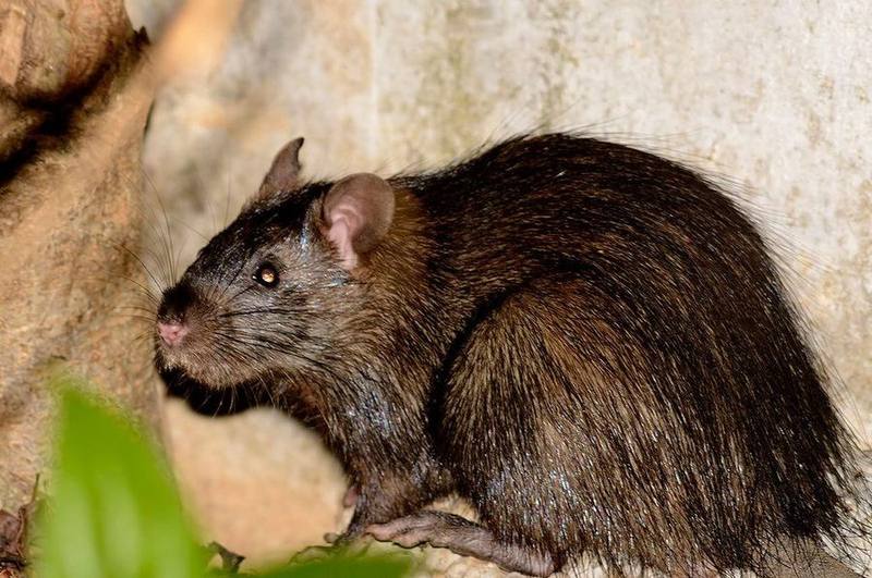 Greater Bandicoot Rat