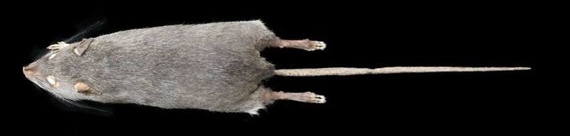 Bowers's White-toothed Rat