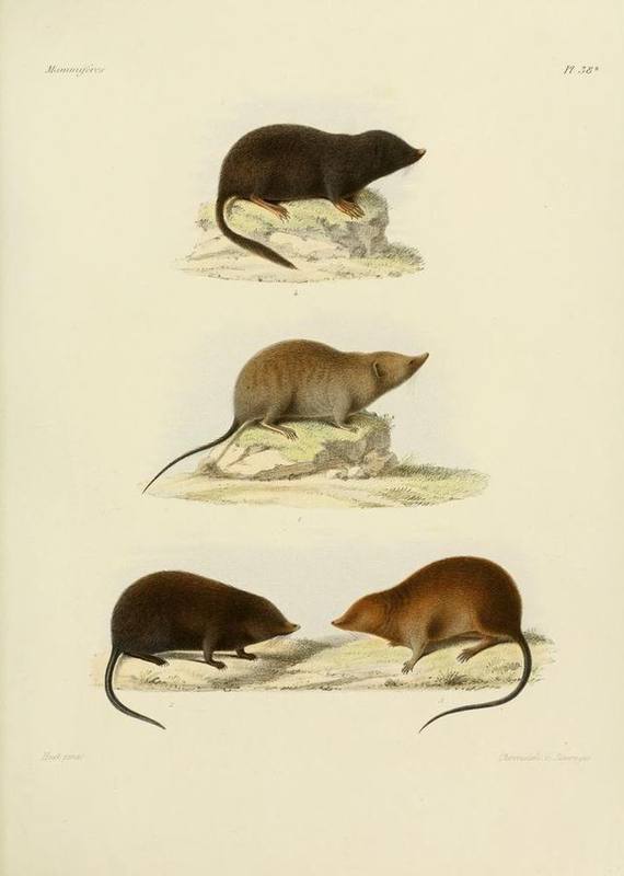 Sichuan Short-tailed Shrew