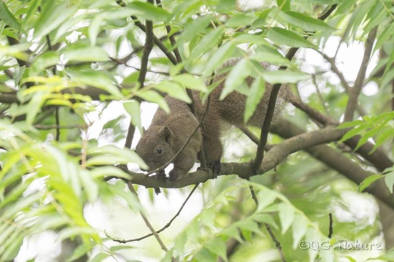 Pallas's Squirrel