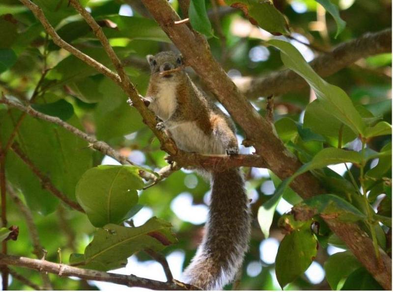 Hon Khoai Squirrel