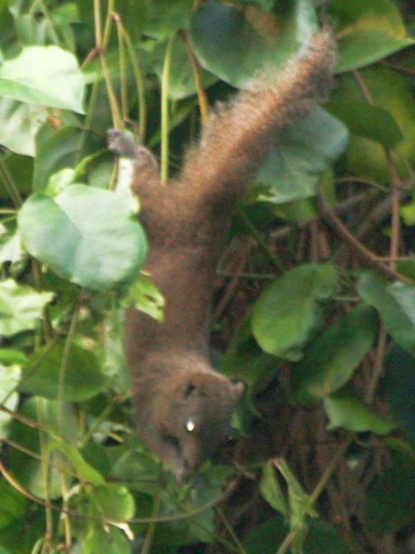 Inornate Squirrel