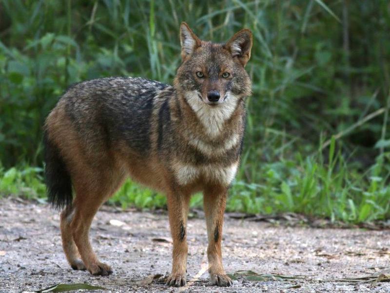 Golden Jackal
