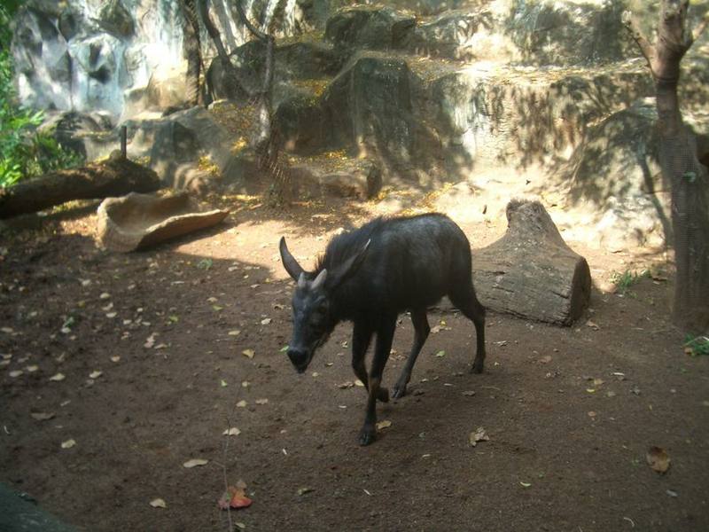 Maned Serow