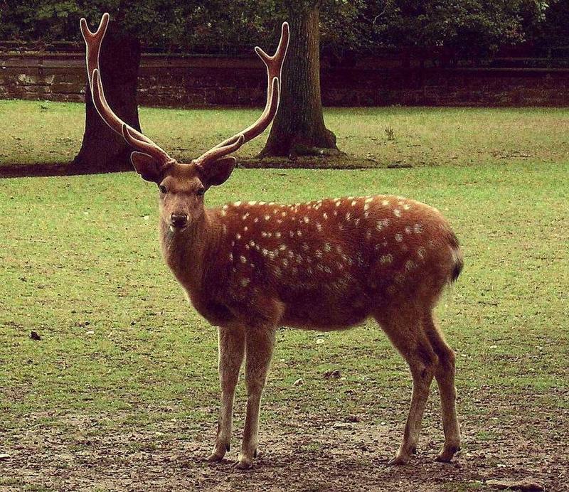 Sika Deer