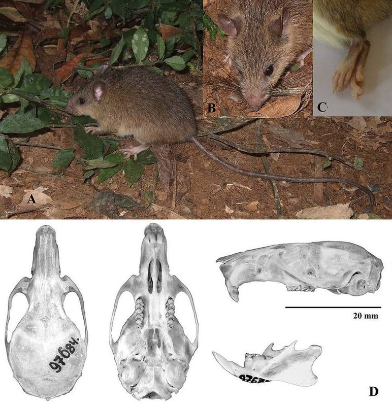 Langbian Tree Rat