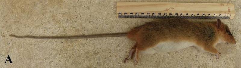 Thomas's Tree Rat