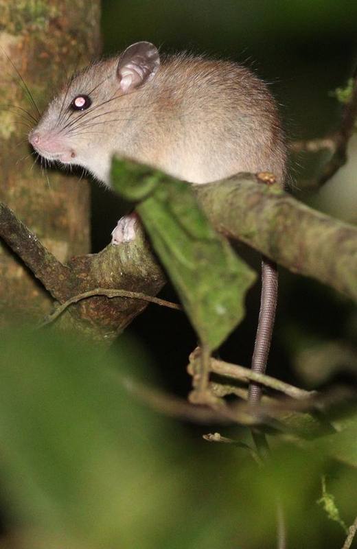 Indomalayan Pencil-tailed Tree Mouse