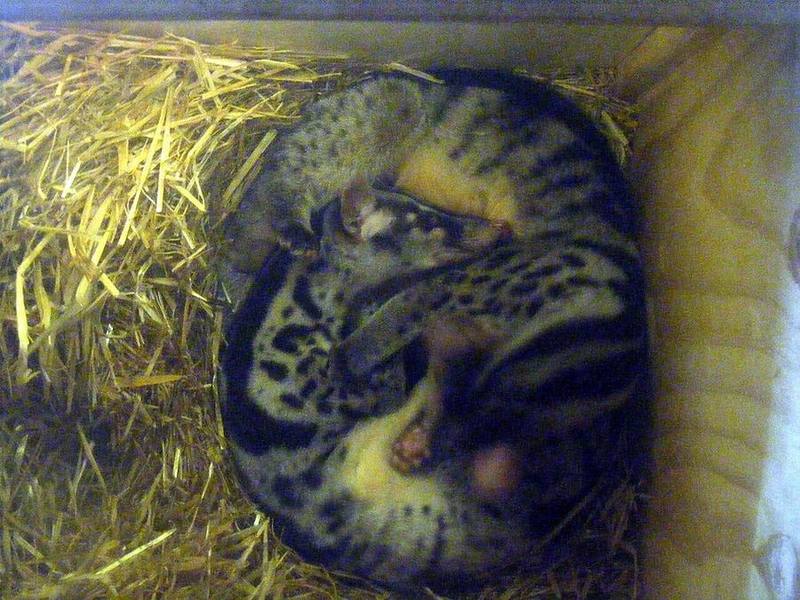 Owston's Palm Civet