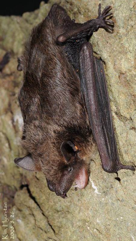 Oriental Serotine