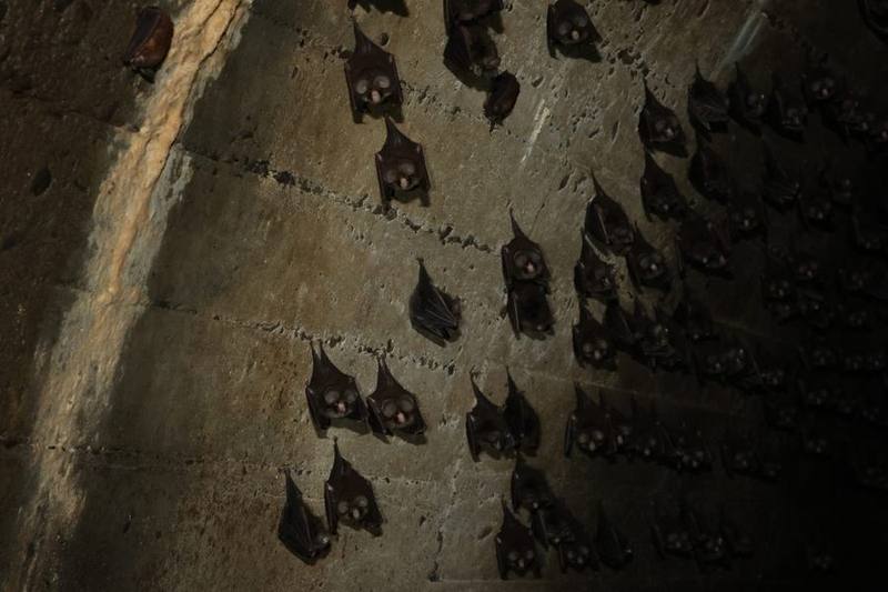 East Asian Tailless Roundleaf Bat