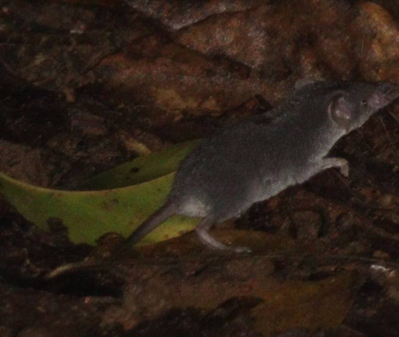 Southeast Asian White-toothed Shrew
