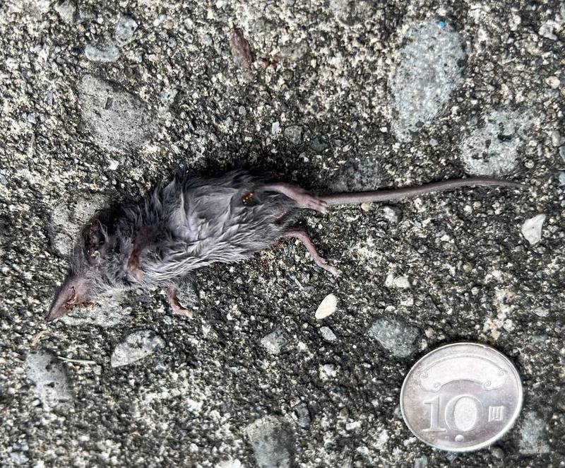 Chinese White-toothed Shrew