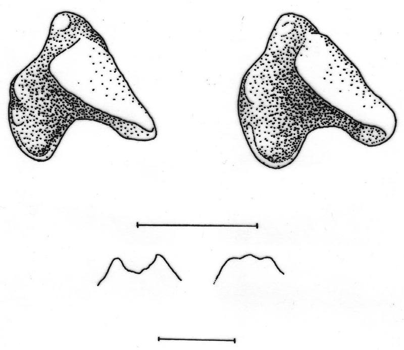 Taiwanese Gray White-toothed Shrew