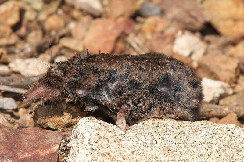 Voracious White-toothed Shrew