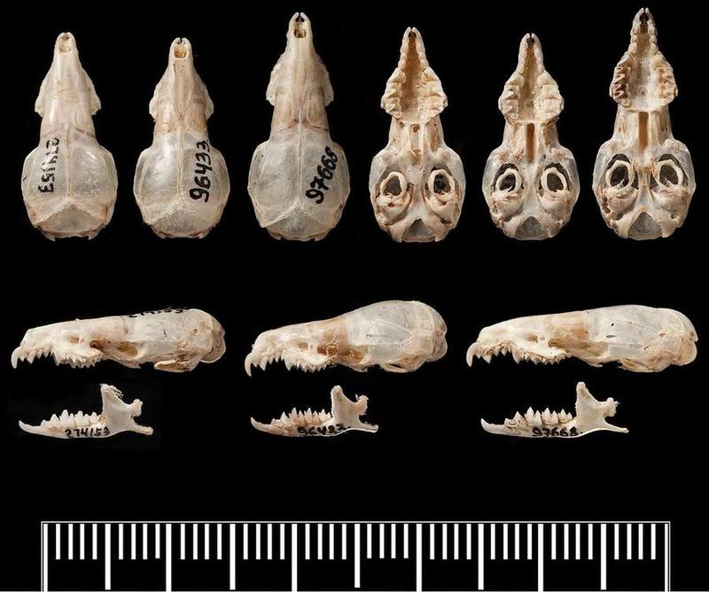 Hainan White-toothed Shrew
