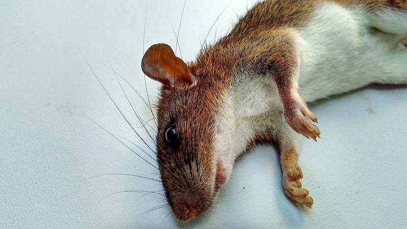 Indomalayan Spiny Rat