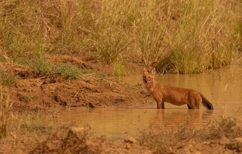 Dhole