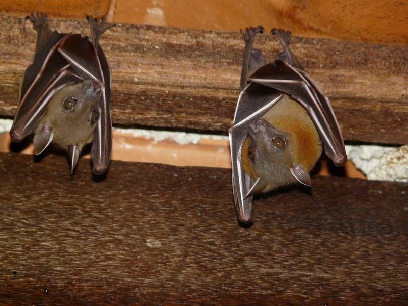 Lesser Short-nosed Fruit Bat