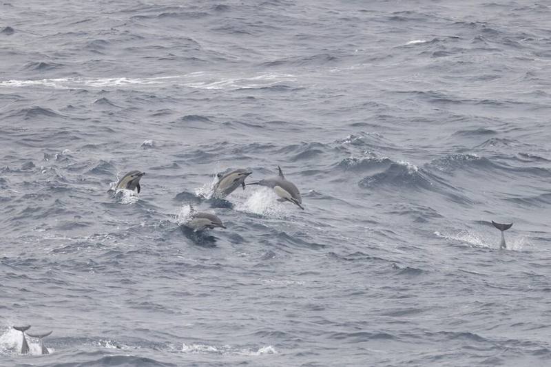 Panglobal Common Dolphin
