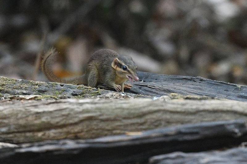 Northern Smooth-tailed Treeshrew