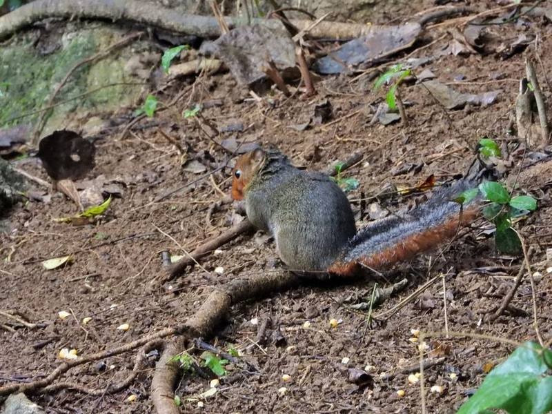 Chinese Red-cheeked Squirrel