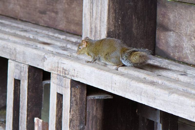 Perny's Long-nosed Squirrel