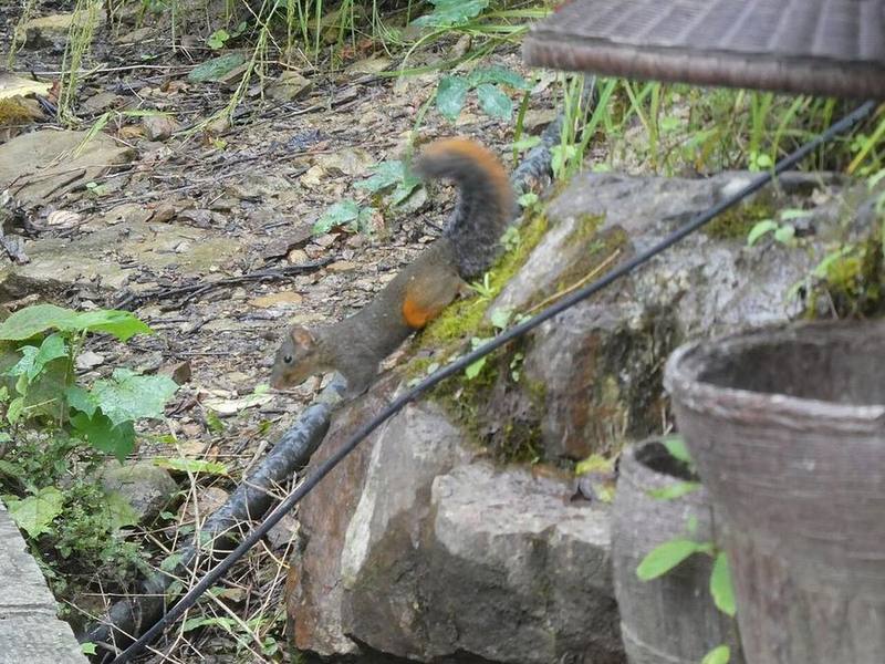 Red-hipped Squirrel