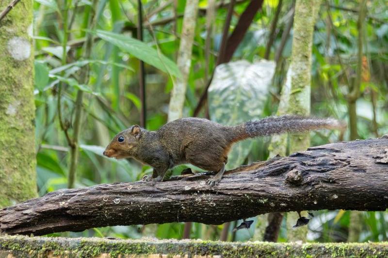Asian Red-cheeked Squirrel