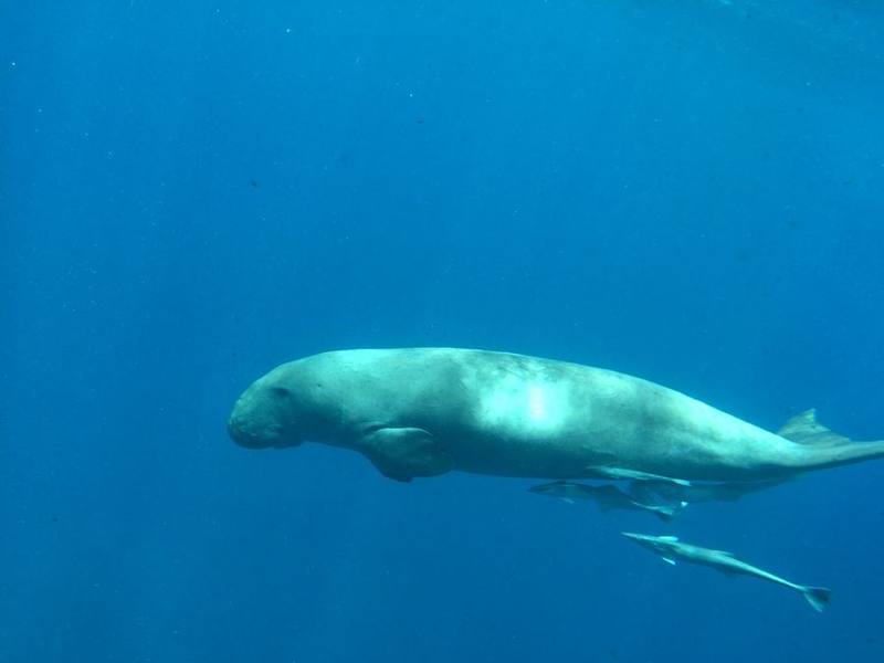 Dugong