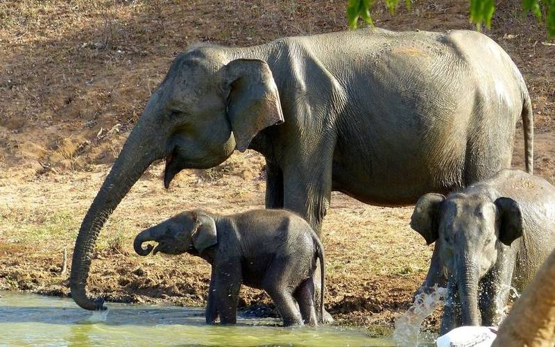 Asian Elephant