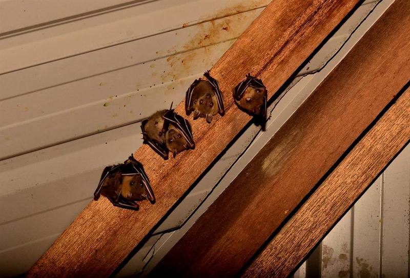 Lesser Dawn Bat