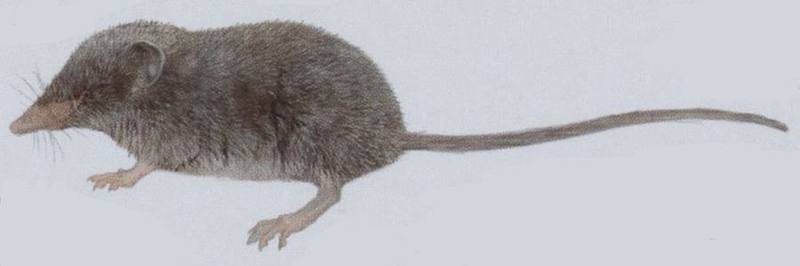 Hodgson's Brown-toothed Shrew