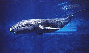 Gray Whale