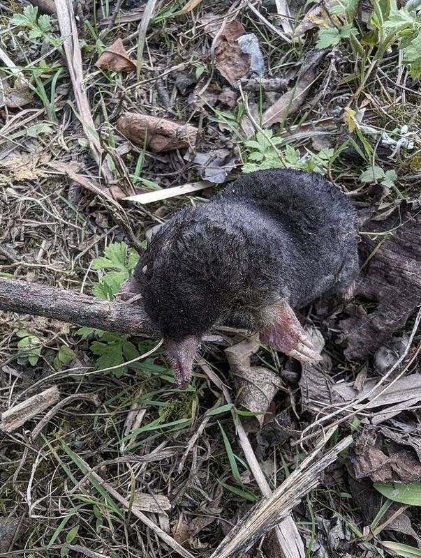 Vietnamese Mole