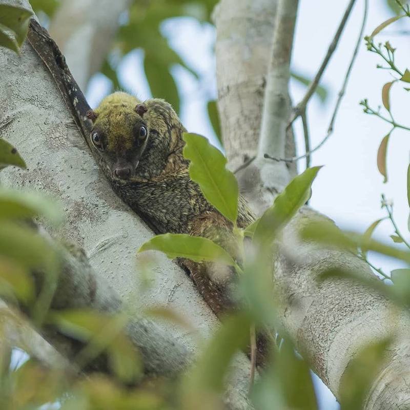 Sunda Colugo