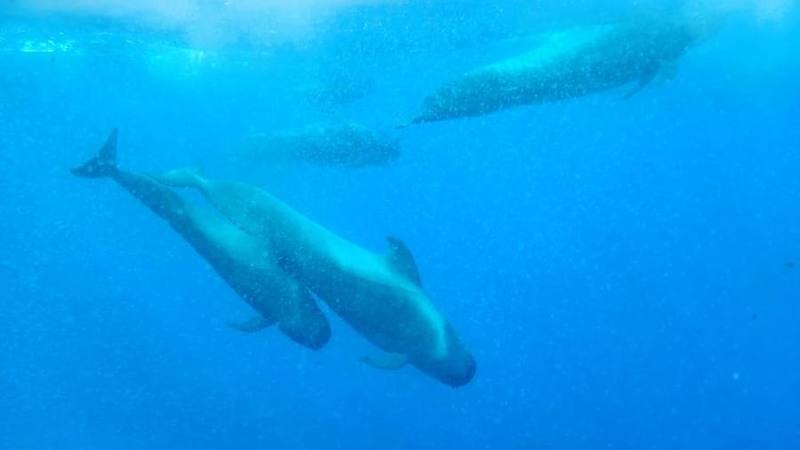Short-finned Pilot Whale
